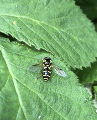 Xanthogramma pedissequum