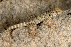 Pristurus