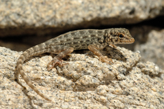 Pristurus