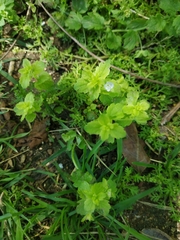 Veronica persica