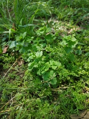 Veronica persica