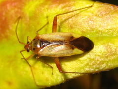 Adelphocoris suturalis