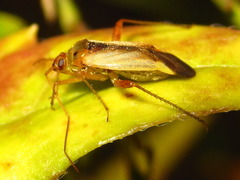 Adelphocoris suturalis