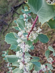Hakea cristata