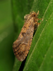 Acrolophus mora