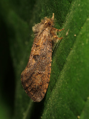 Acrolophus mora