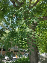 Tipuana tipu