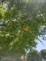 Tipuana tipu