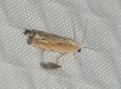 Eucosma kiscana
