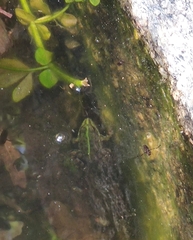Pelophylax perezi