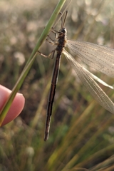 Creoleon lugdunensis