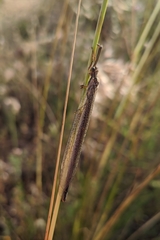 Creoleon lugdunensis