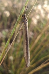 Creoleon lugdunensis