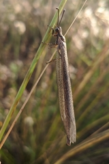 Creoleon lugdunensis