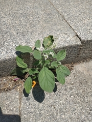 Heliotropium europaeum