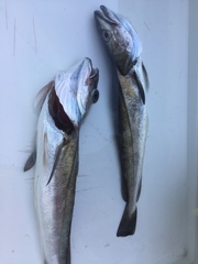 Merluccius merluccius