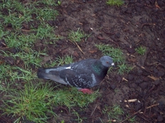 Columba livia domestica