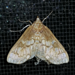 Polygrammodes dubialis