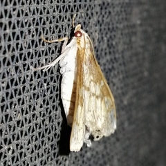 Polygrammodes dubialis