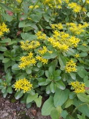 Phedimus kamtschaticus