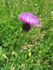 Carduus hamulosus