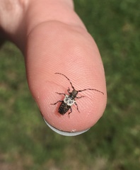 Pogonocherus hispidulus
