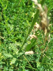 Carduus hamulosus