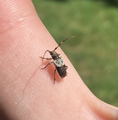Pogonocherus hispidulus