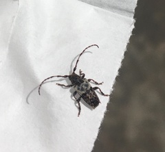 Pogonocherus hispidulus