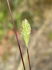 Phleum arenarium
