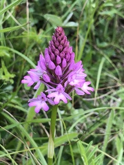 Anacamptis pyramidalis