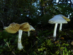 Cortinarius cycneus