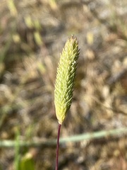 Phleum arenarium