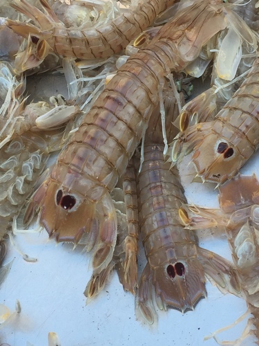 Squilla mantis