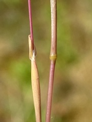 Phleum arenarium