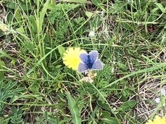 Polyommatus icarus