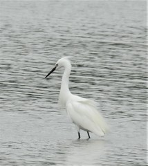 Egretta garzetta × thula