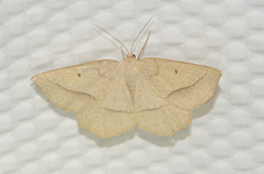 Euchlaena irraria