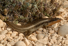Trachylepis brevicollis