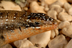 Trachylepis brevicollis