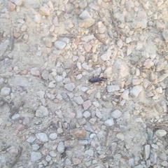 Stenomorphus californicus