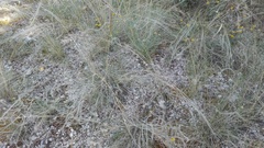 Stipa iberica