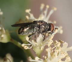 Lejogaster tarsata