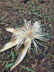 Pseudobombax grandiflorum