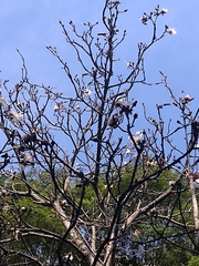 Pseudobombax grandiflorum