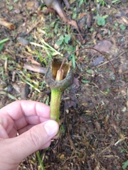 Pseudobombax grandiflorum