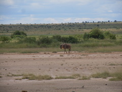 Connochaetes taurinus albojubatus