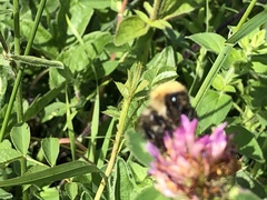 Bombus pascuorum