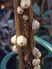 Ceroplastes cirripediformis