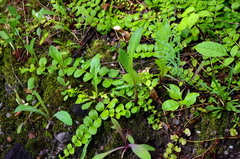Lysimachia nummularia